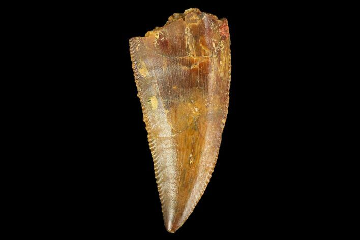 Serrated, Raptor Tooth - Real Dinosaur Tooth #127058